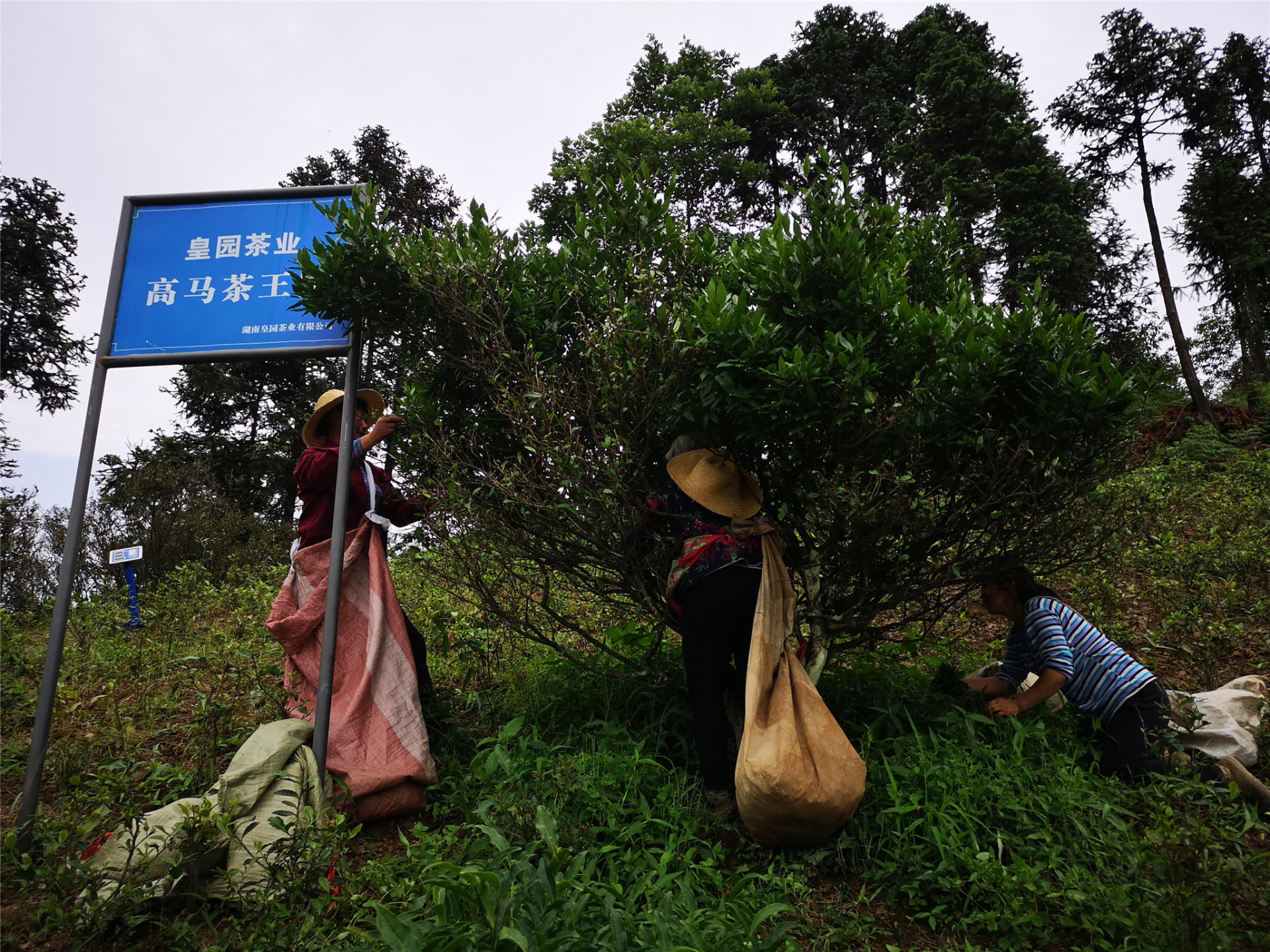 廣西南甯圓通禅舍文化傳媒有限公司